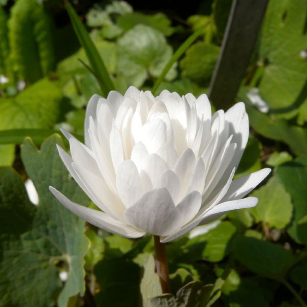 Sanguinaria canadensis Flore Pleno