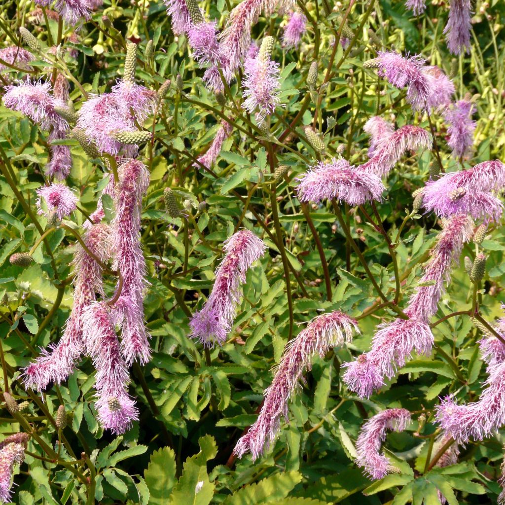 Sanguisorba hakusanensis - Pimprenelle