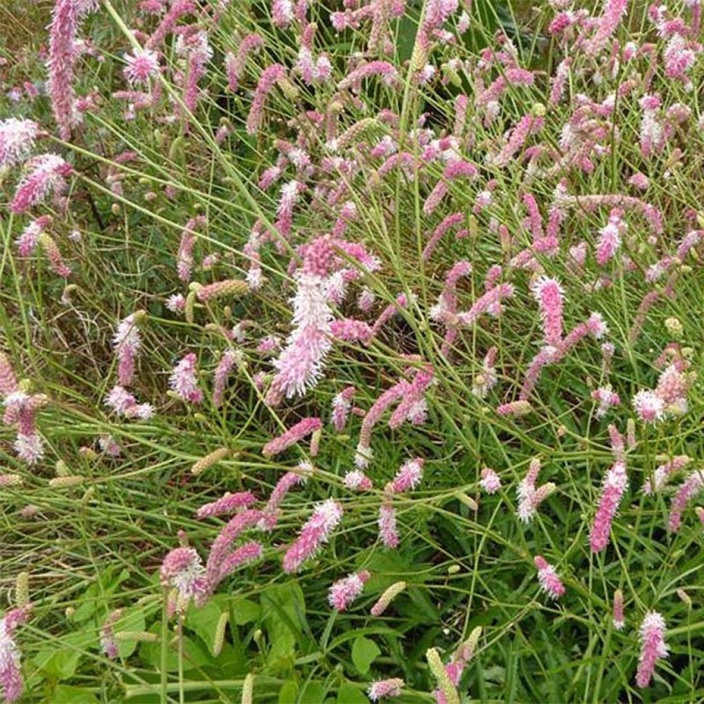 Sanguisorba hybride Pink Brushes - Pimprenelle