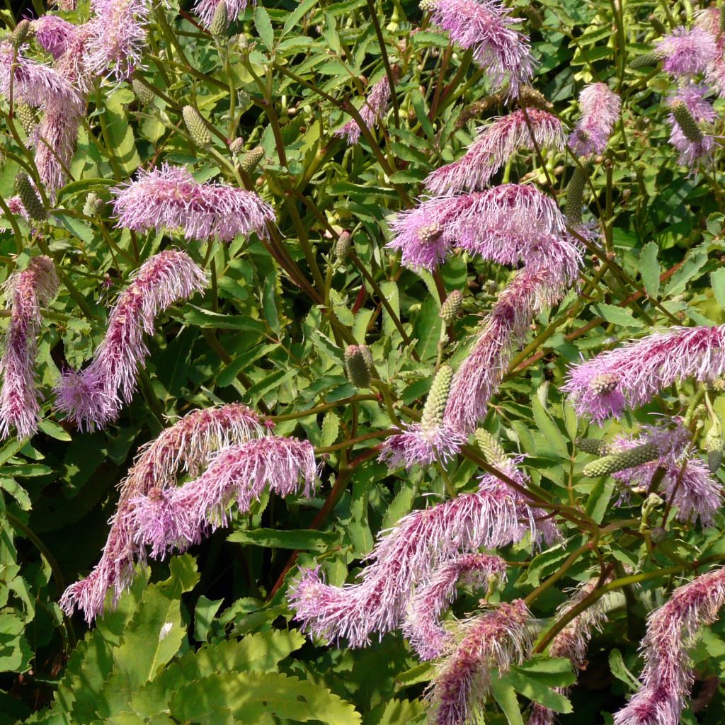 Sanguisorba obtusa - Pimprenelle japonaise