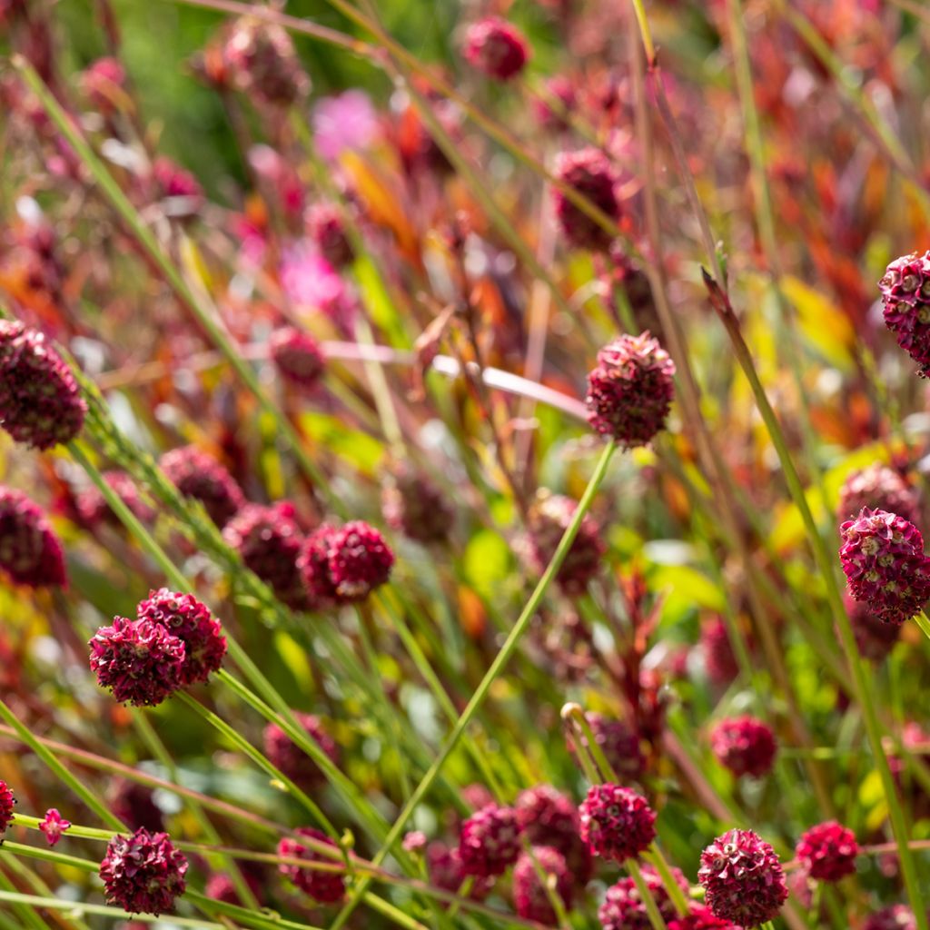 Sanguisorba officinalis Pink Tanna