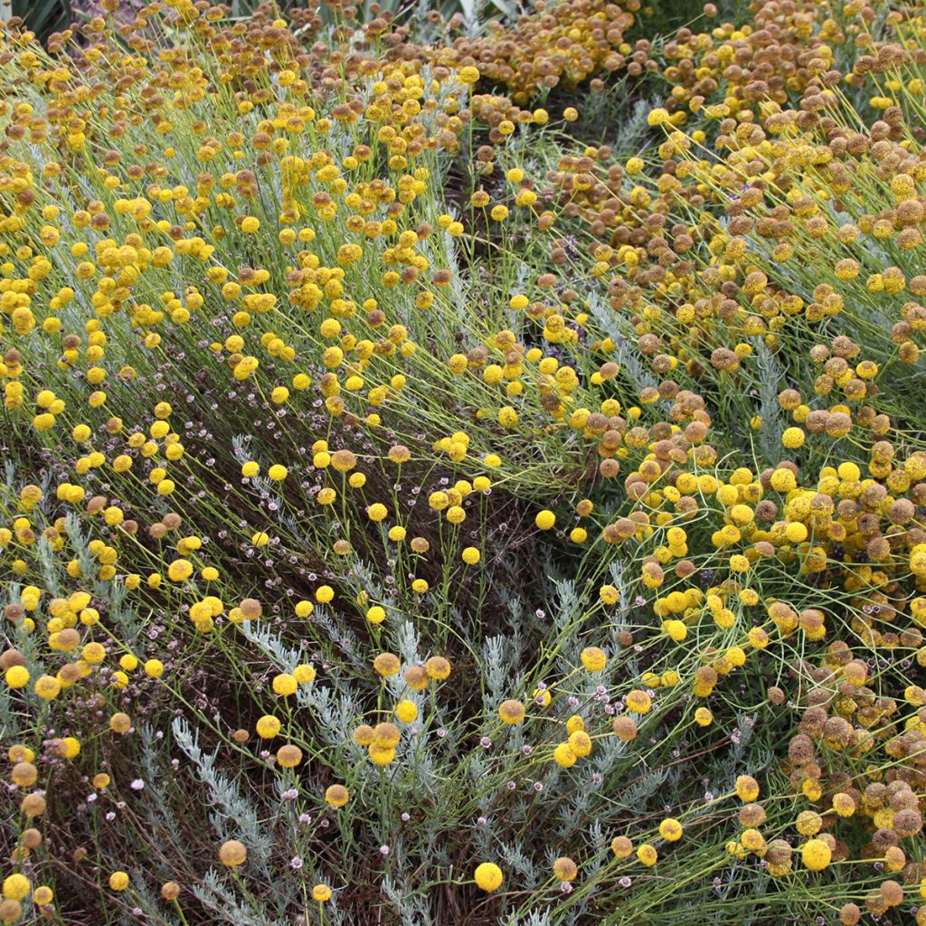 Santolina rosmarinifolia - Santoline à feuilles de romarin