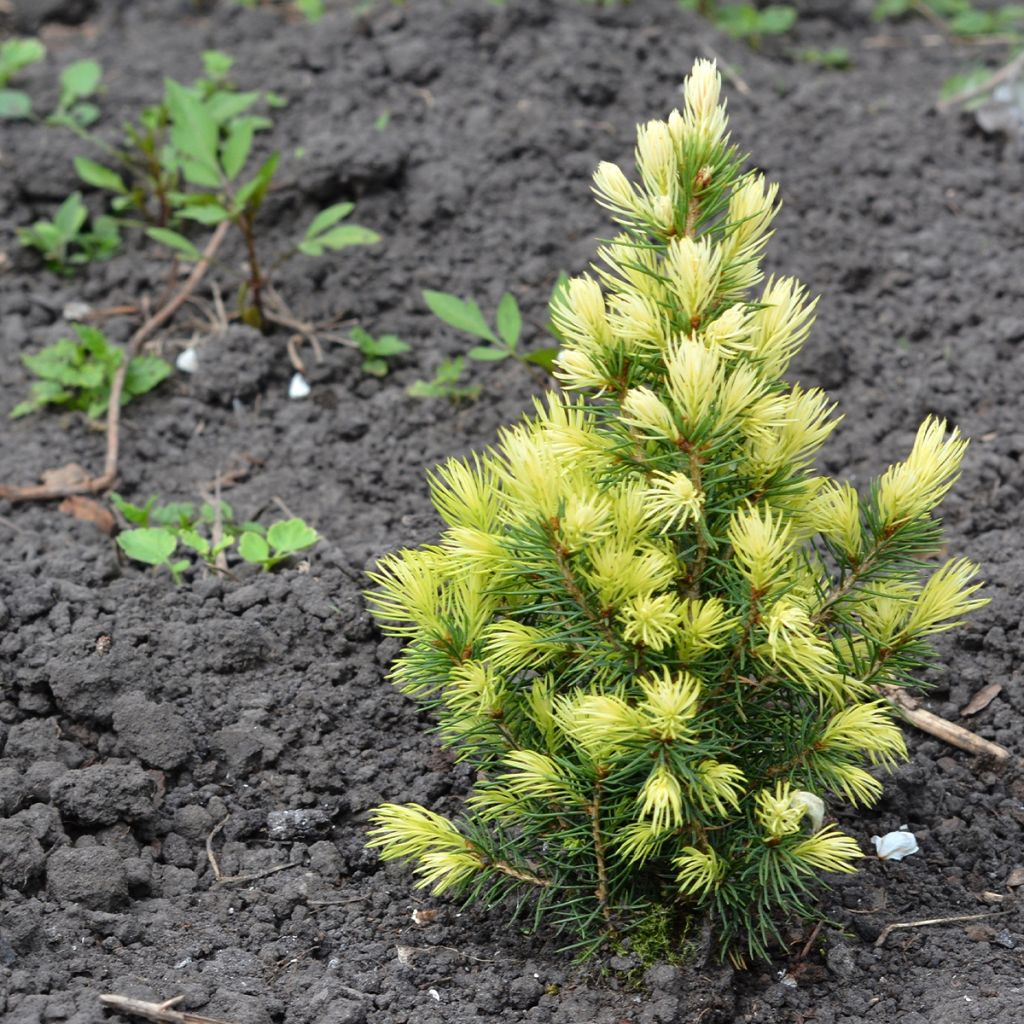 Sapinette blanche, Epinette blanche - Picea glauca Sun on the Sky