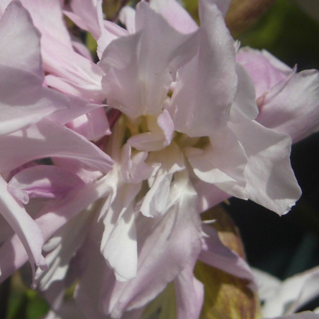 Saponaire, Saponaria officinalis Rosea Plena