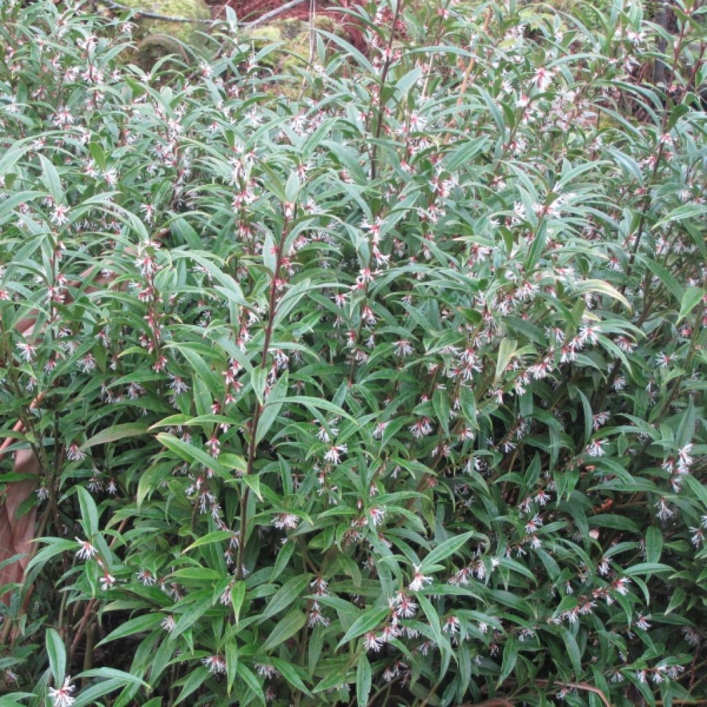 Sarcococca hookeriana Digyna