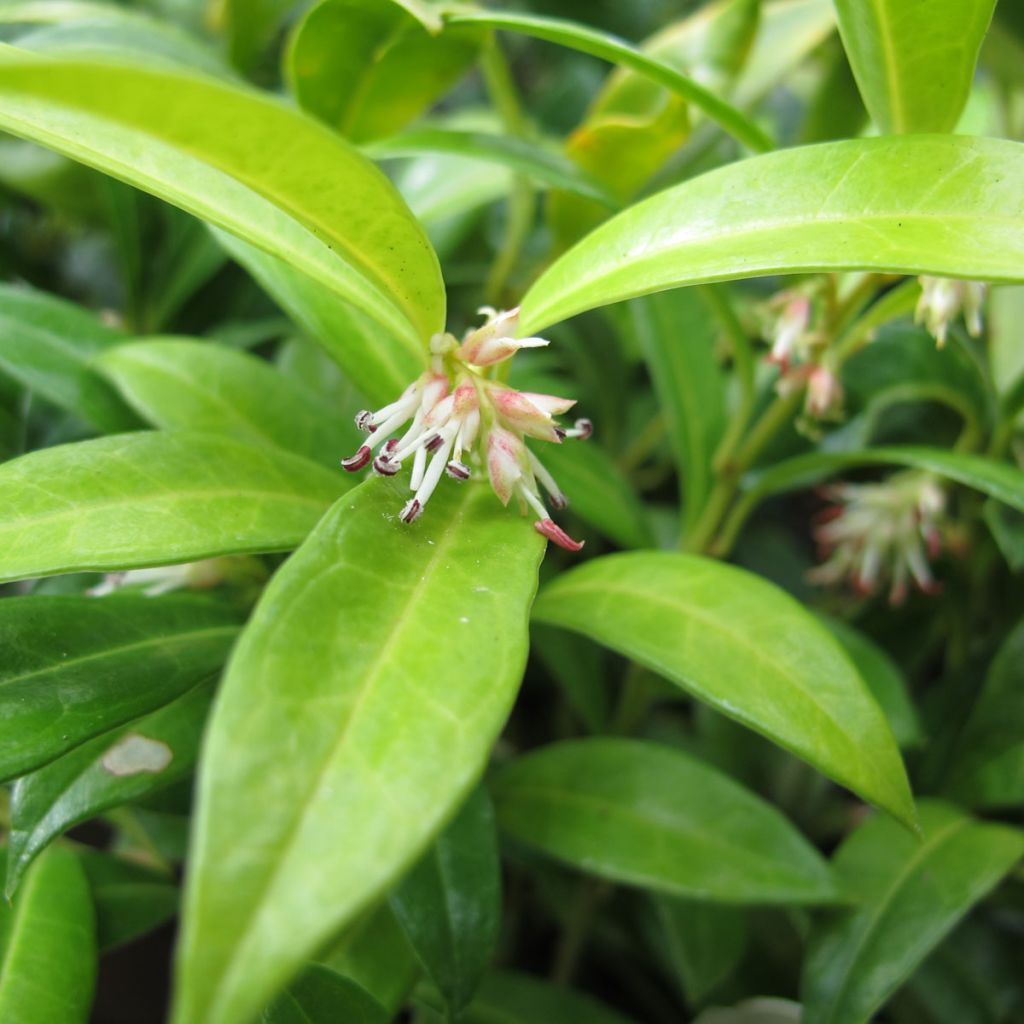 Sarcococca hookeriana humilis