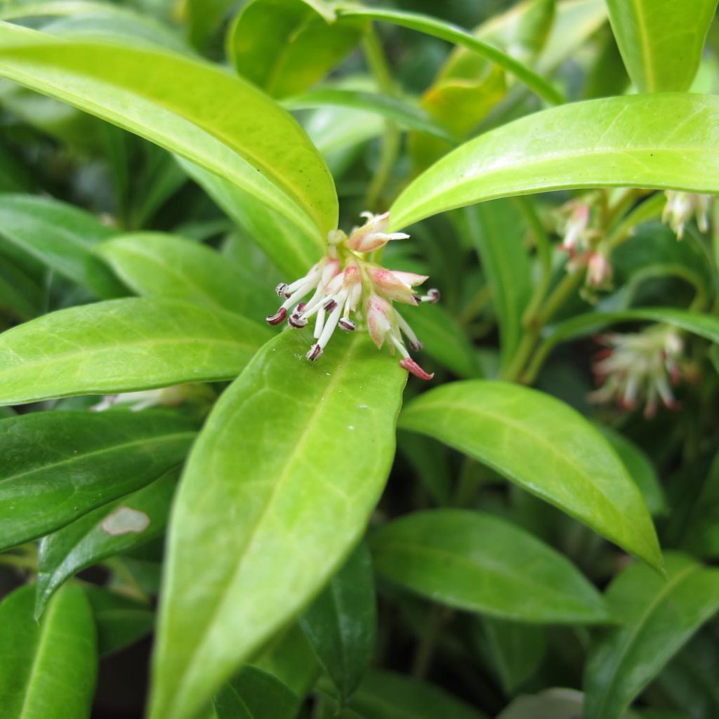 Sarcococca hookeriana humilis