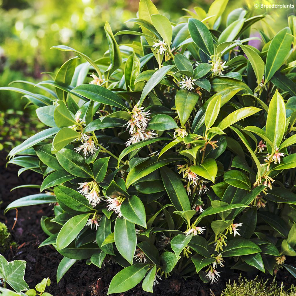 Sarcococca hookeriana var. humilis Fragrant Valley