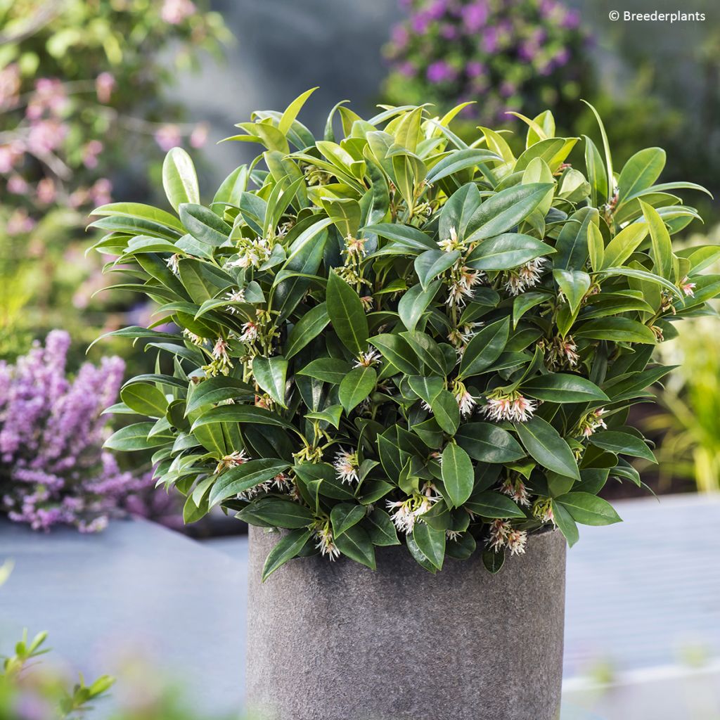 Sarcococca hookeriana var. humilis Fragrant Valley