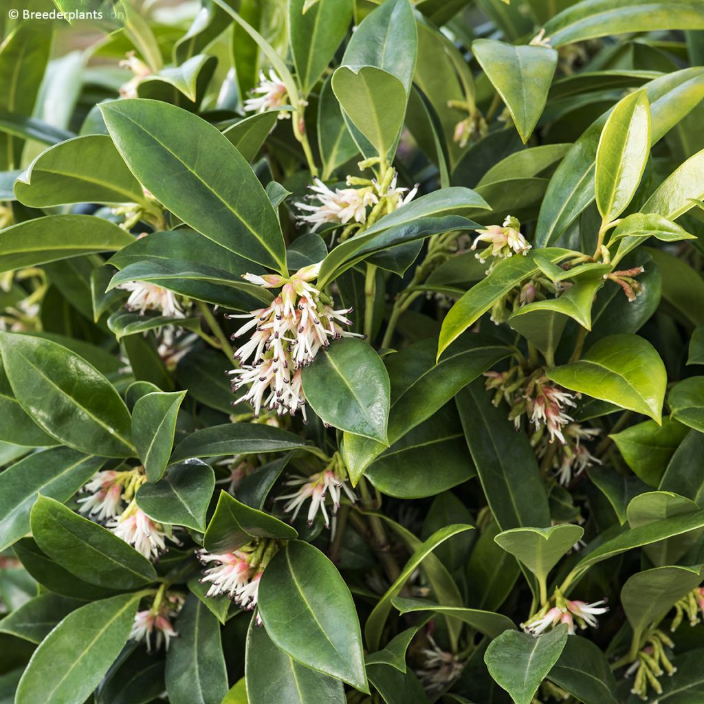 Sarcococca hookeriana var. humilis Fragrant Valley