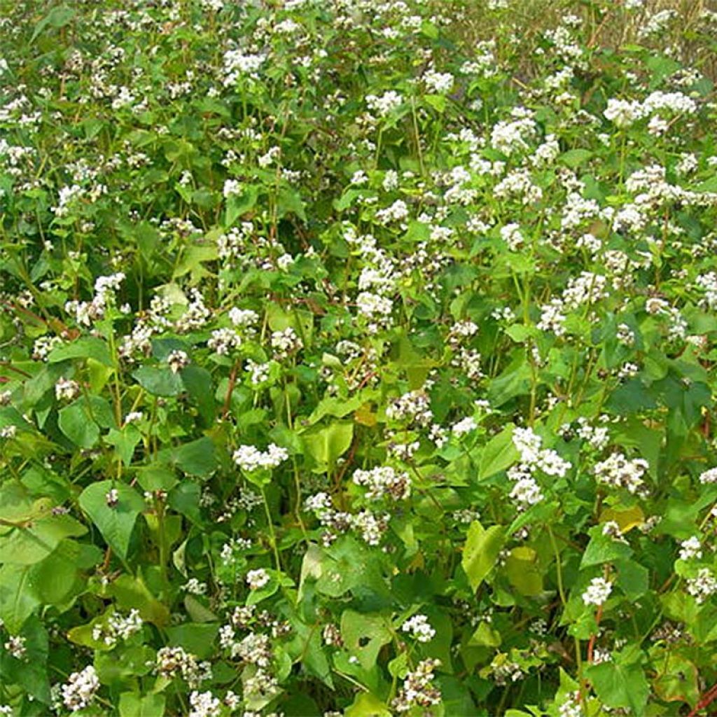 Buckwheat - Green manure