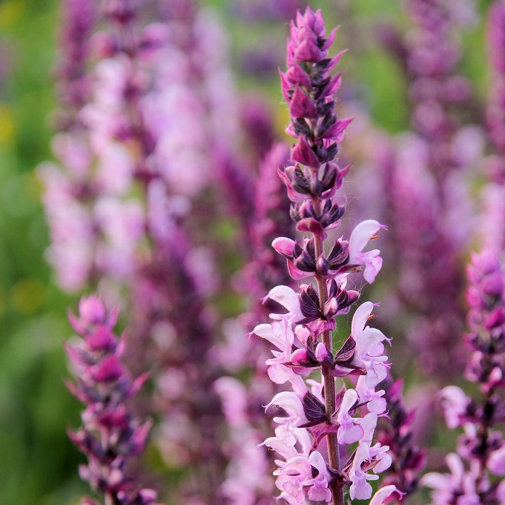 Sauge - Salvia nemorosa Caradonna Pink