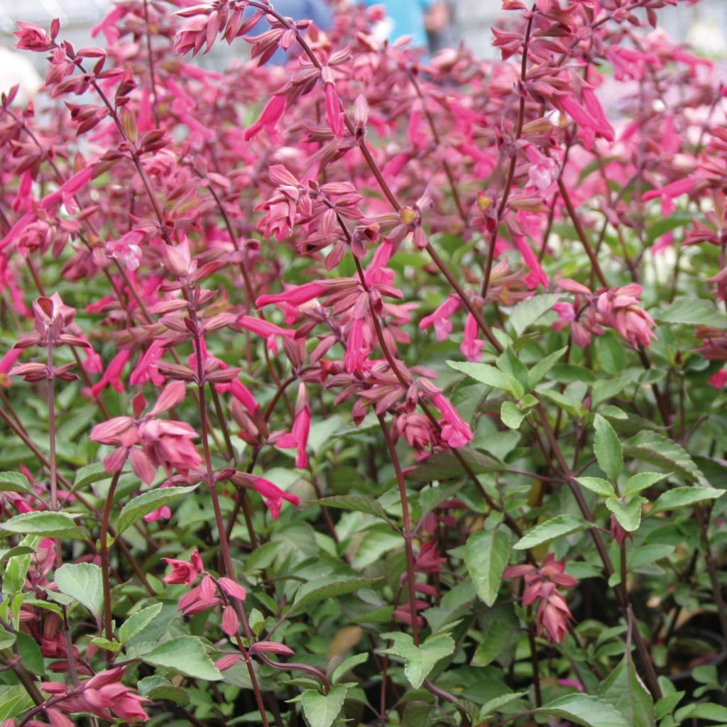 Salvia buchananii (x) chiapensis  Wendy's Wish