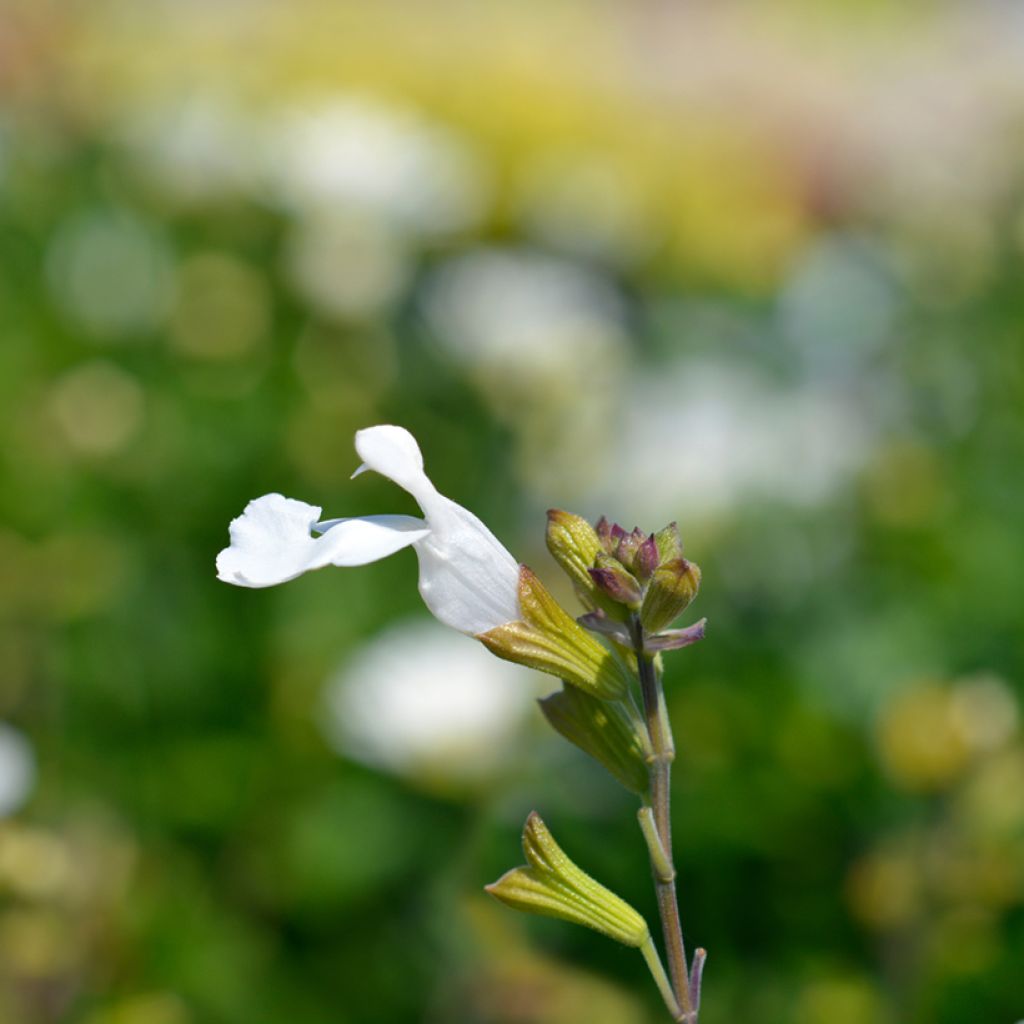 Sauge arbustive Gletsjer - Salvia microphylla