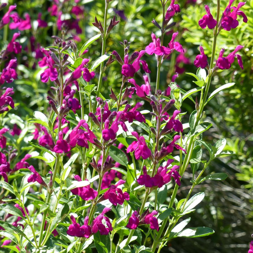 Sauge arbustive - Salvia jamensis Raspberry Royal