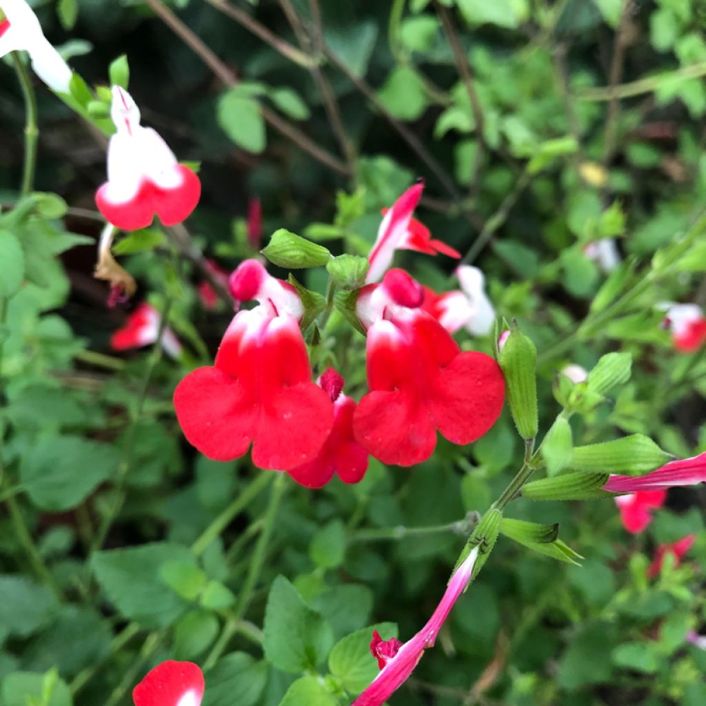 Sauge arbustive - Salvia microphylla Hot Lips