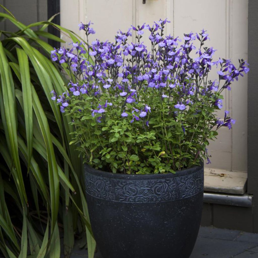 Sauge arbustive So Cool Pale Blue - Salvia microphylla