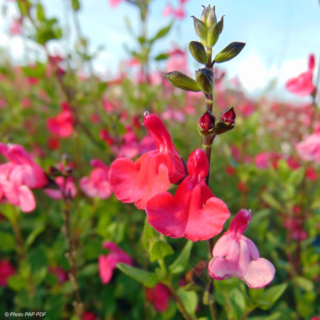 Salvia microphylla grahamii 