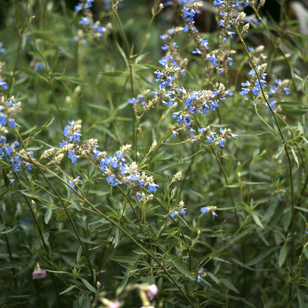 Salvia uliginosa