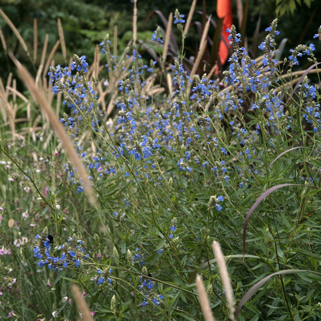 Salvia uliginosa