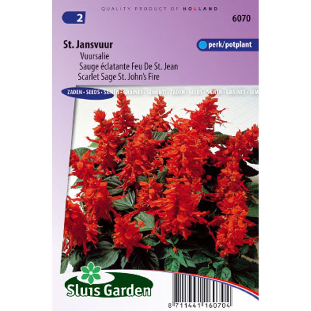 Salvia splendens