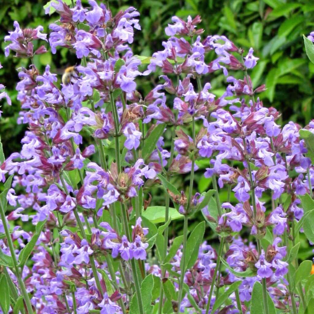 Sauge officinale - Salvia officinalis