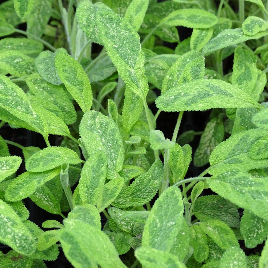 Salvia officinalis Aurea - Sauge officinale Aurea