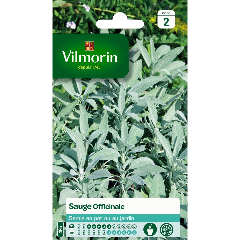 Sauge officinale - Vilmorin