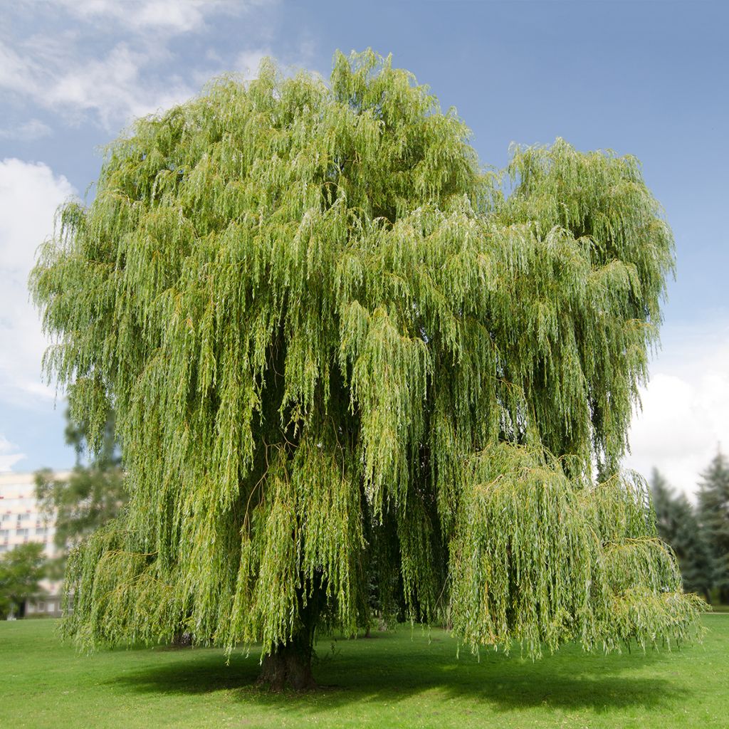 Salix alba Tristis - White Willow