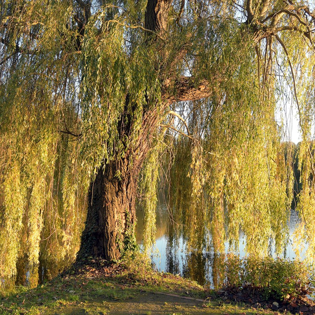 Salix alba Tristis - White Willow