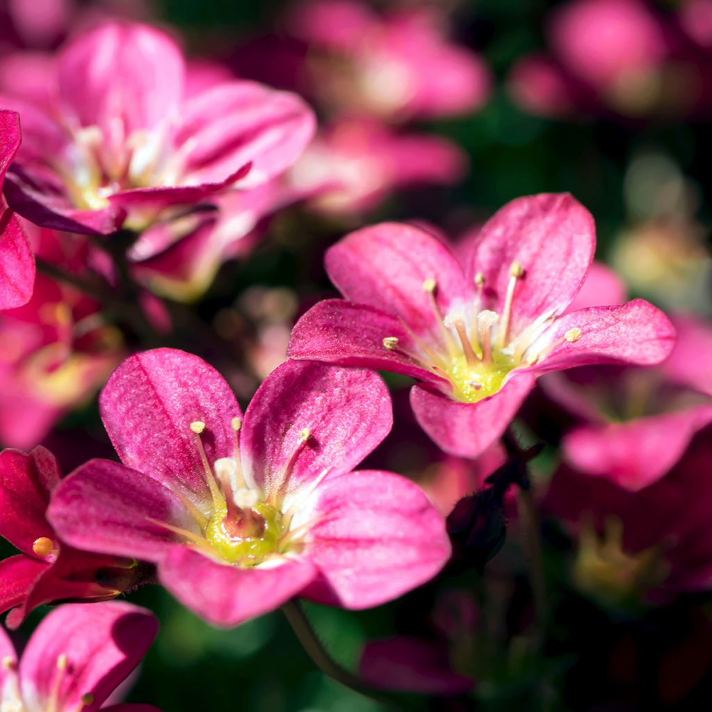 Saxifraga arendsii Peter Pan