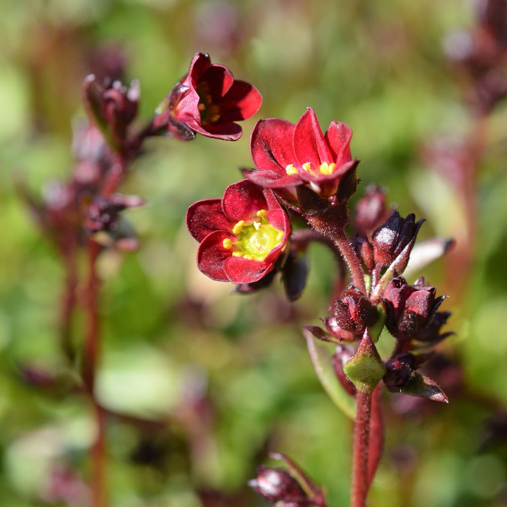 Saxifraga arendsii Peter Pan