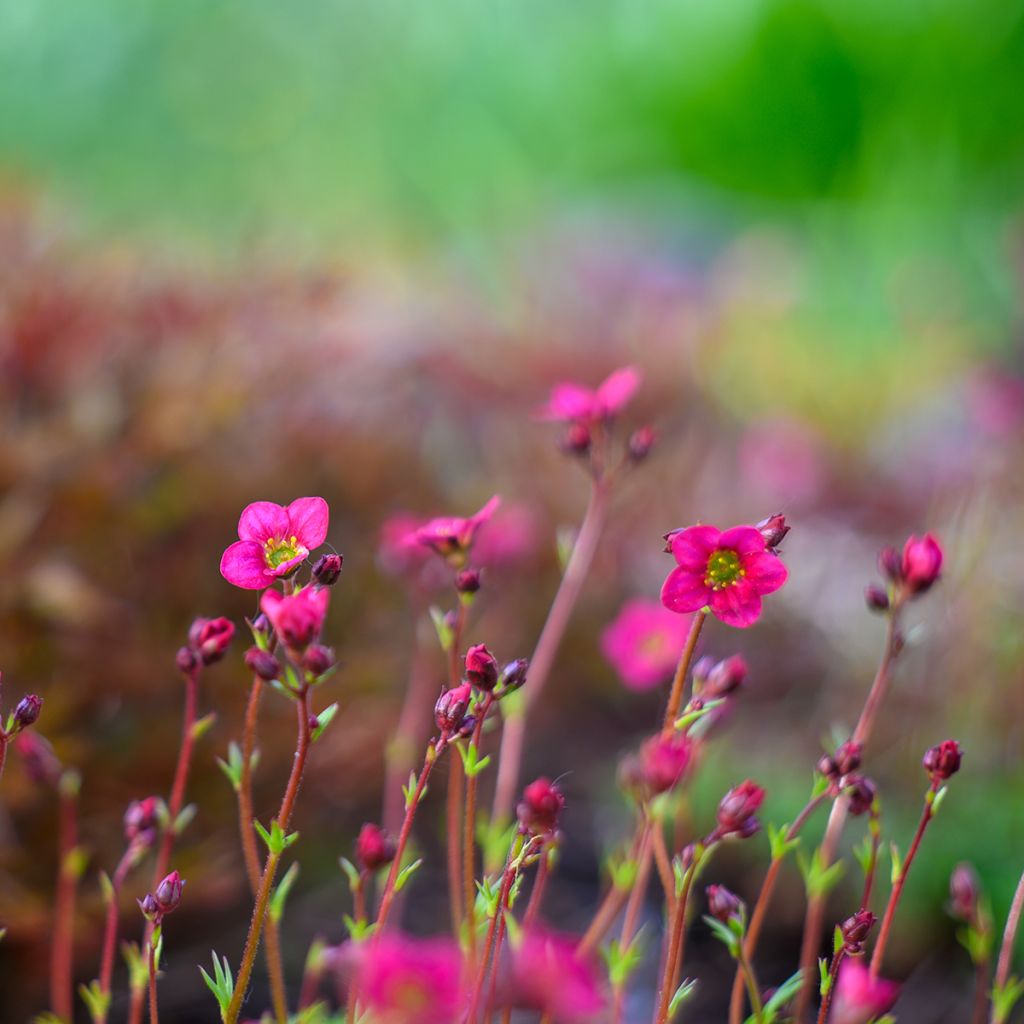 Saxifraga arendsii Peter Pan