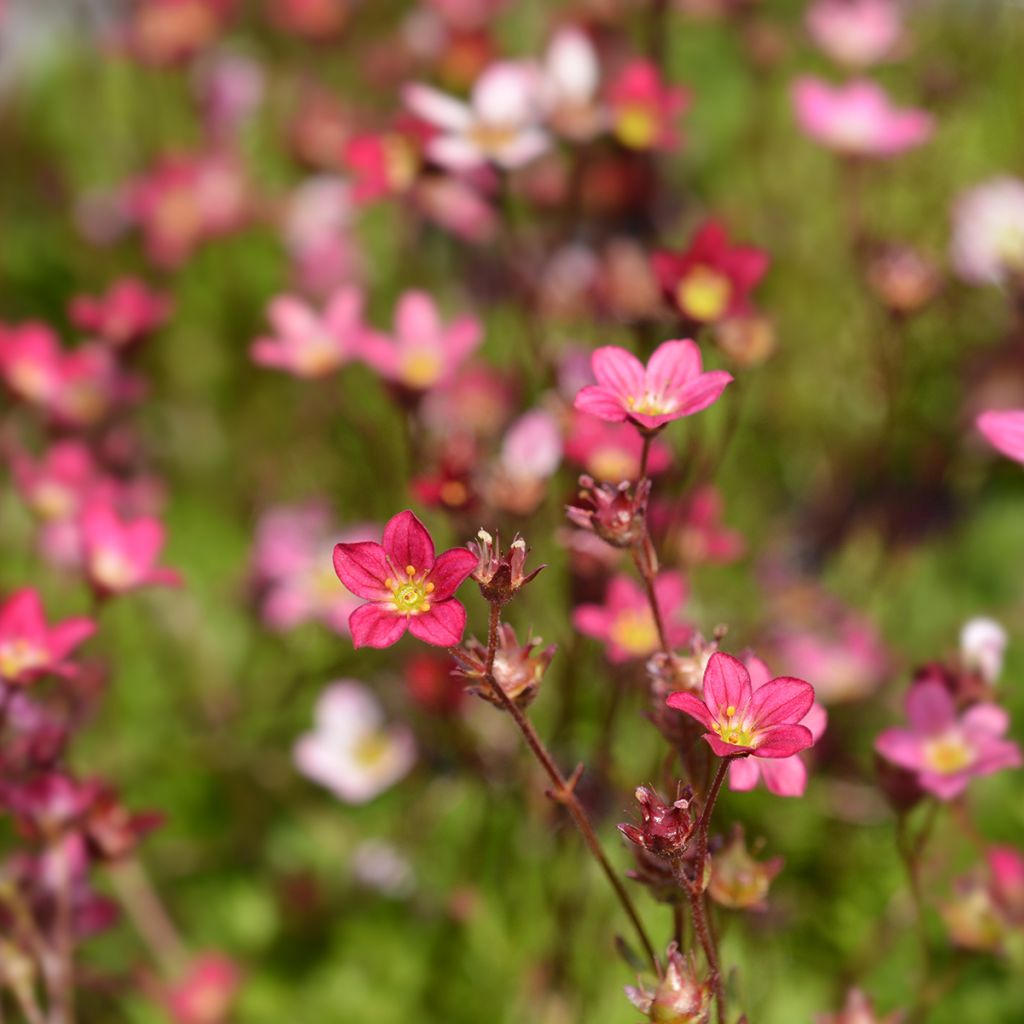 Saxifraga arendsii Peter Pan