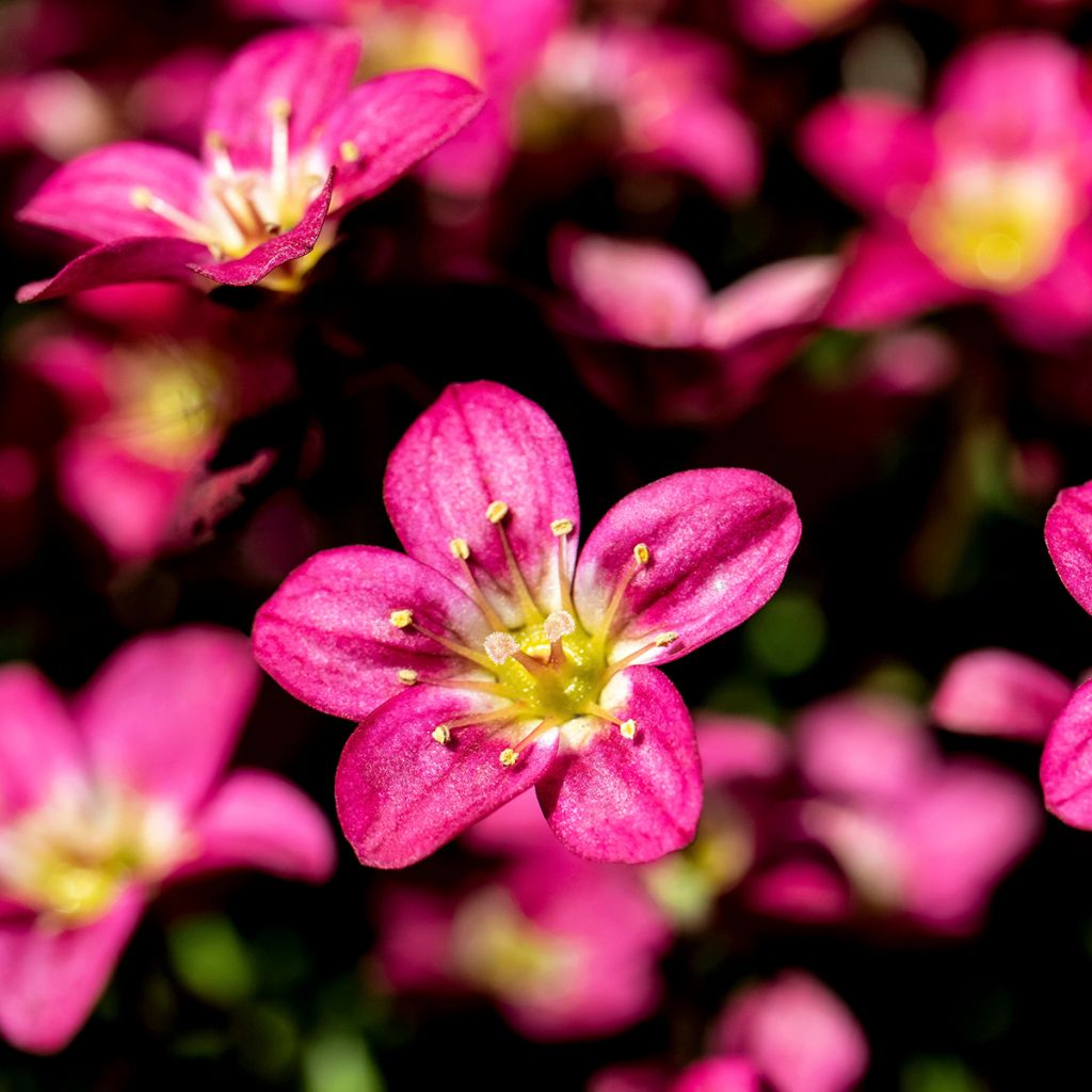 Saxifraga arendsii Peter Pan