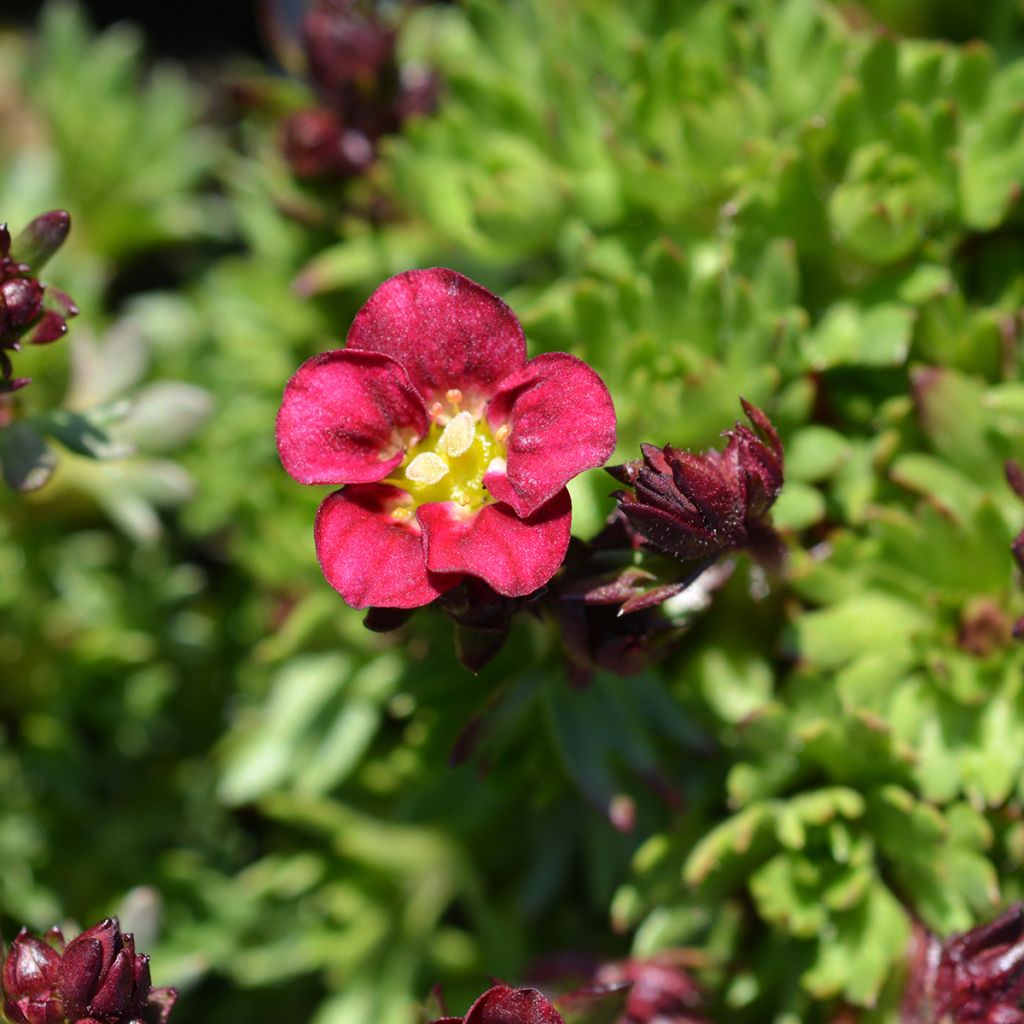 Saxifraga arendsii Peter Pan