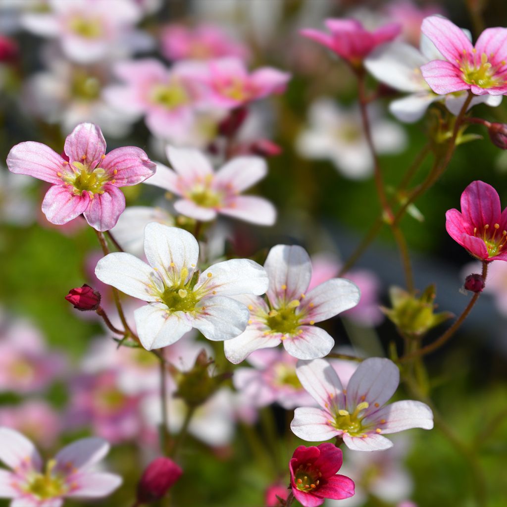 Saxifraga arendsii Ware's Crimson - Saxifrage mousse