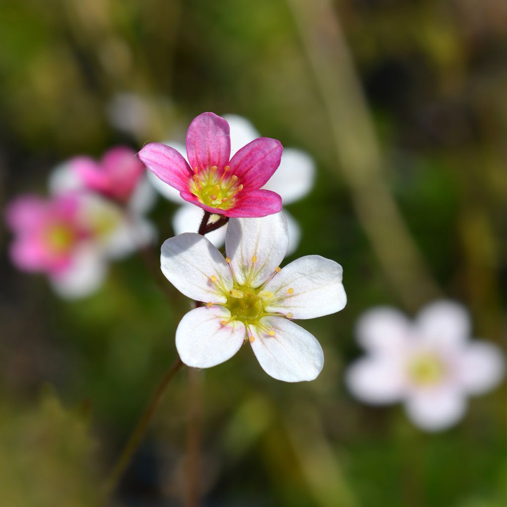 Saxifraga arendsii Ware's Crimson - Saxifrage mousse