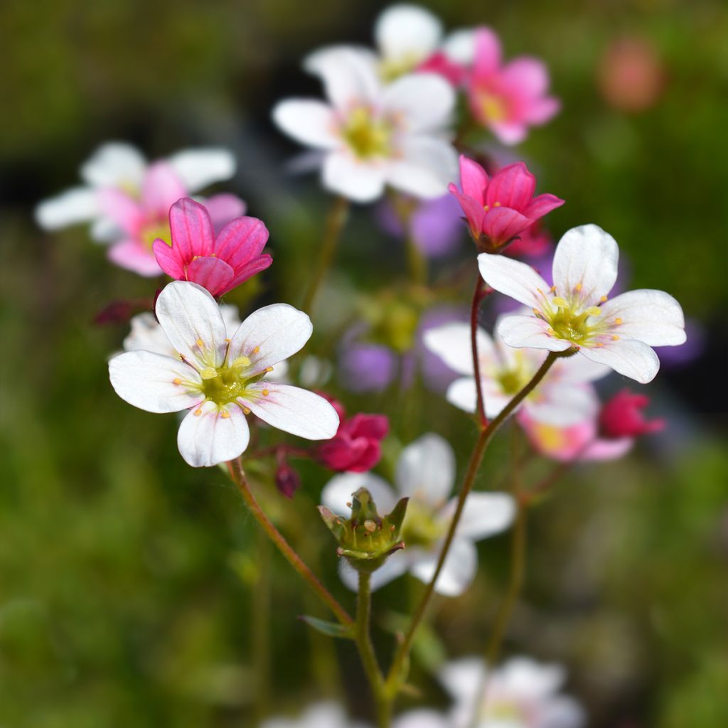 Saxifraga arendsii Ware's Crimson - Saxifrage mousse