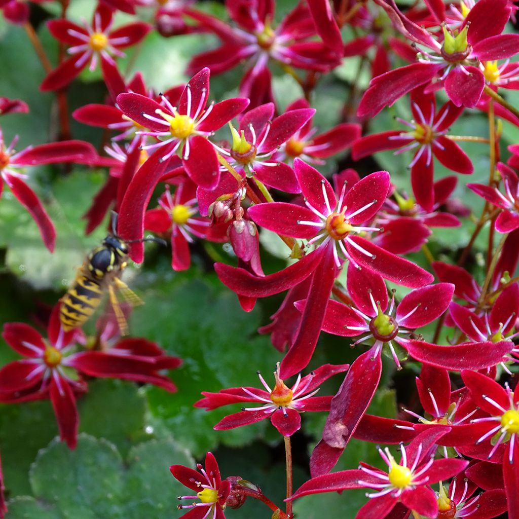 Saxifraga fortunei Beni Tsukasa - Saxifrage