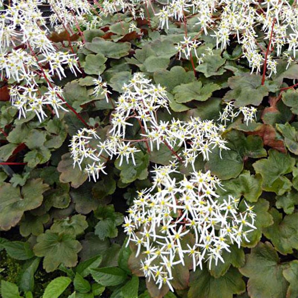 Saxifraga fortunei Wada - Saxifrage