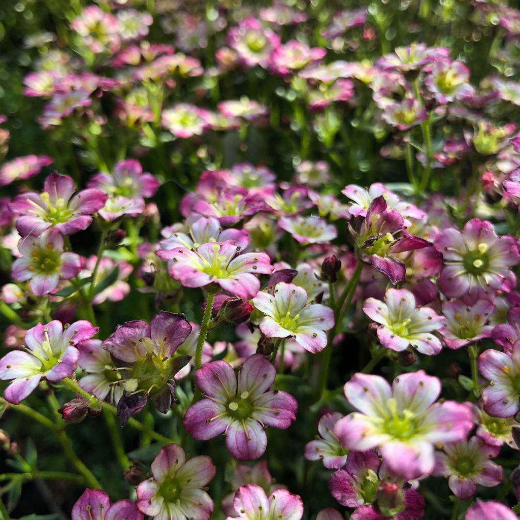 Saxifraga x arendsii Pixie - Saxifrage mousse