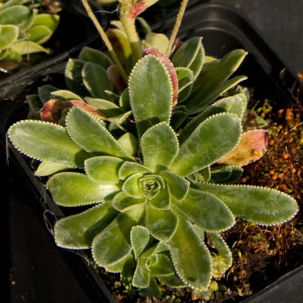 Saxifrage cotyledon south side seedling, Saxifraga