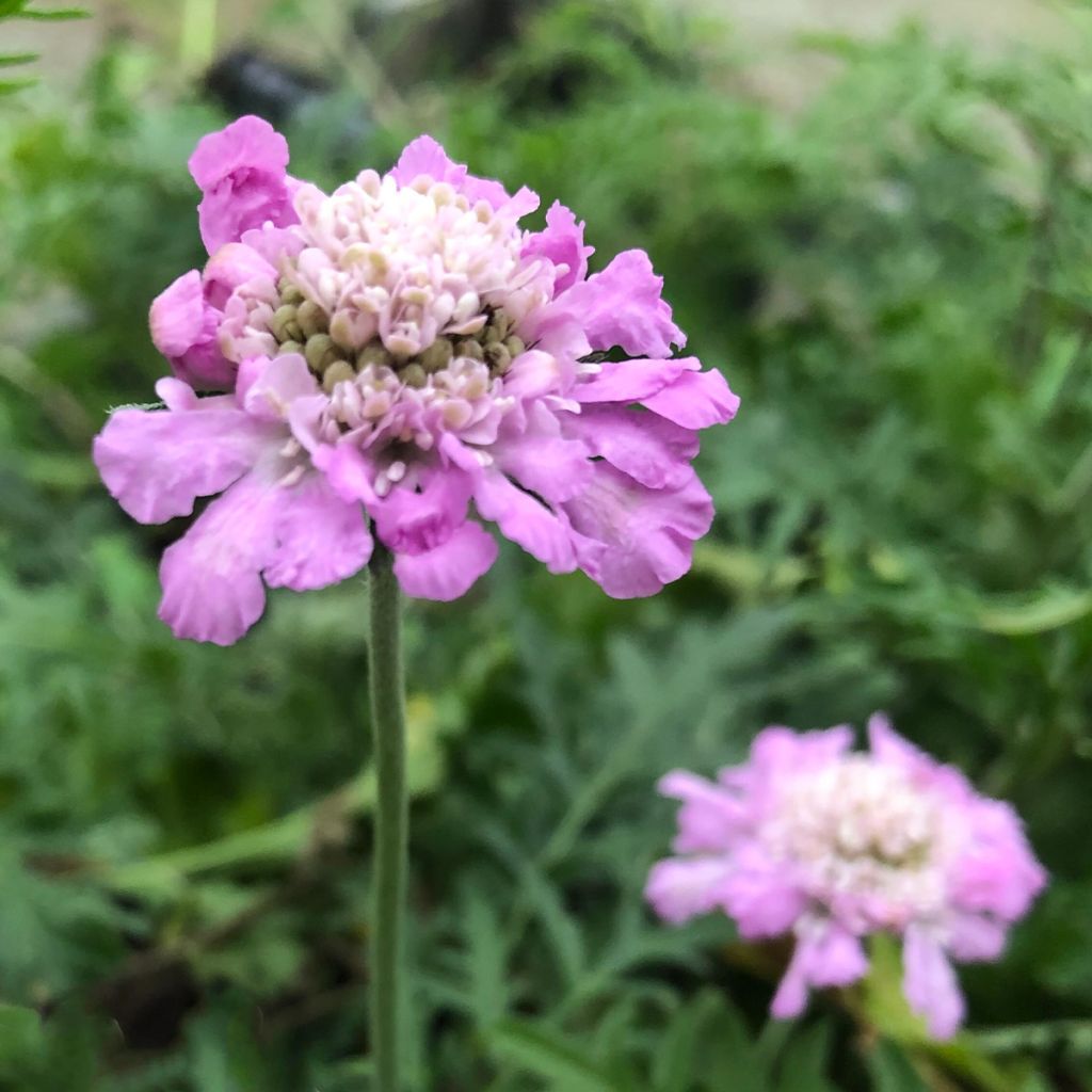 Scabieuse columbaria Pink Mist