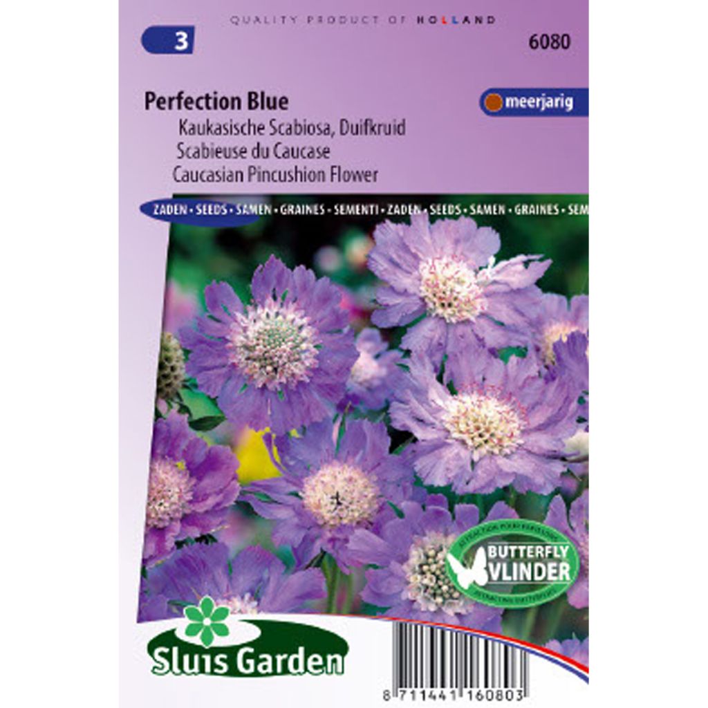 Scabieuse du Caucase Perfection Blue - Scabiosa caucasica