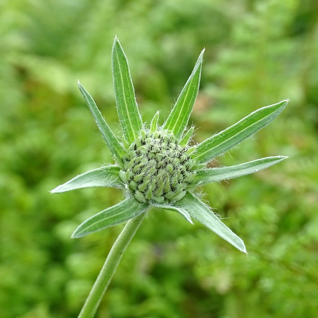 Scabieuse du Caucase - Scabiosa caucasica Alba