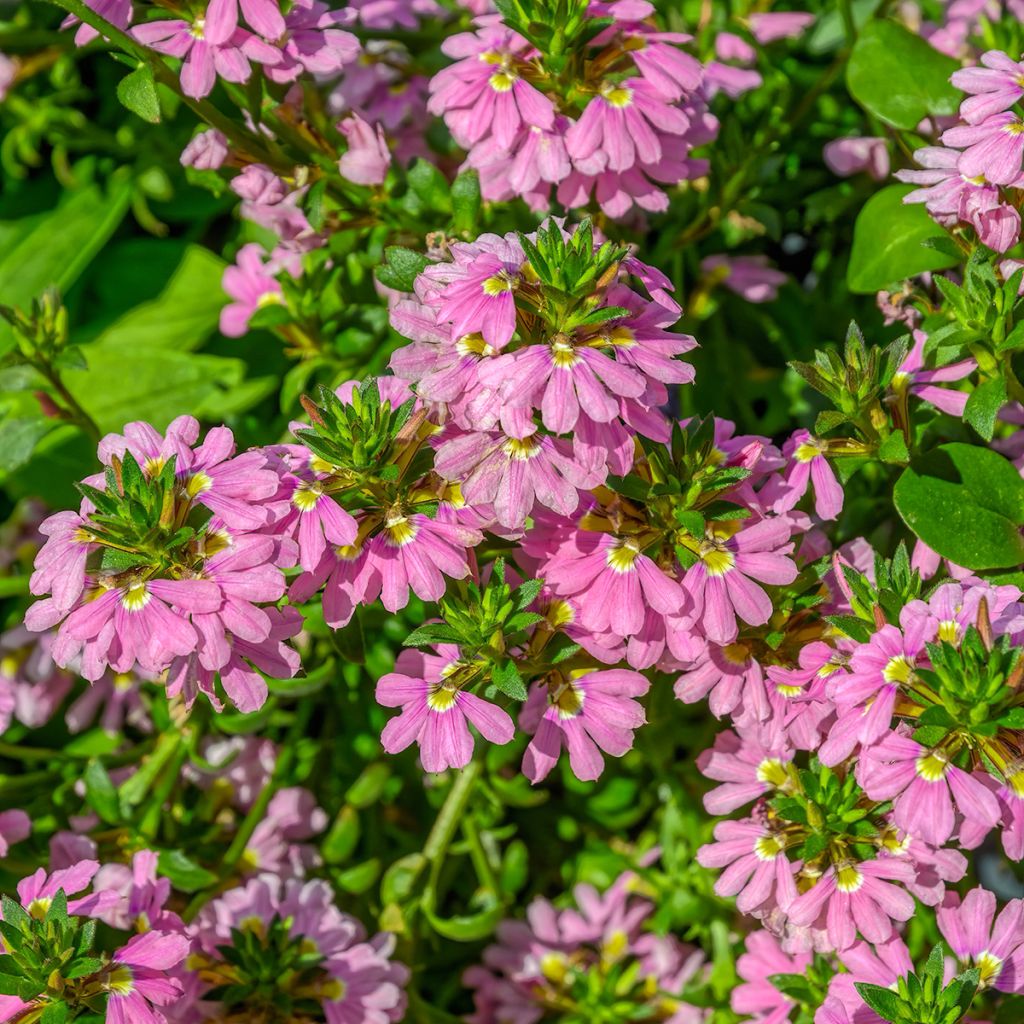 Scaevola Baby Pink Touch - Fleur éventail de fée