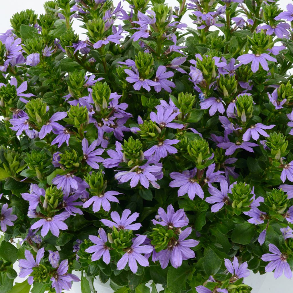 Scaevola aemula Blue Touch