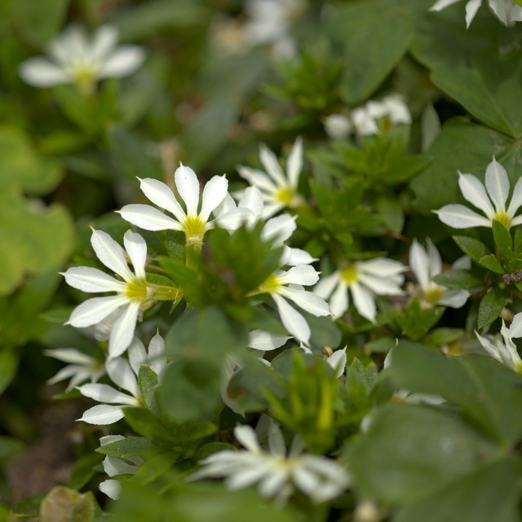 Scaevola aemula Surdiva White