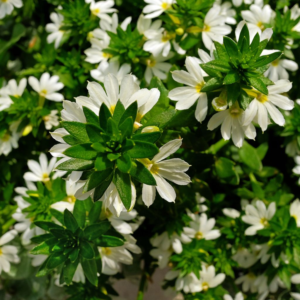 Scaevola aemula Surdiva White